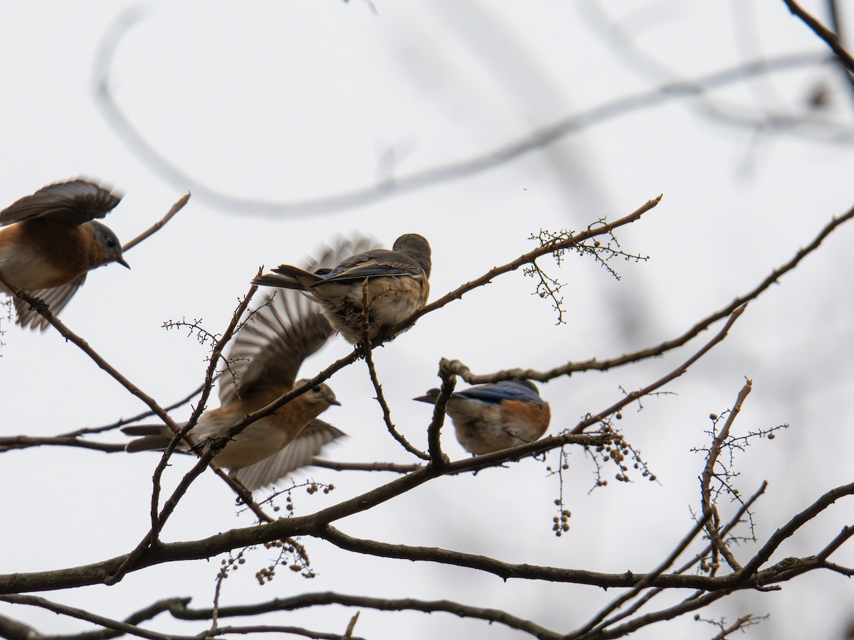 Merlebleu de l'Est - ML647727757