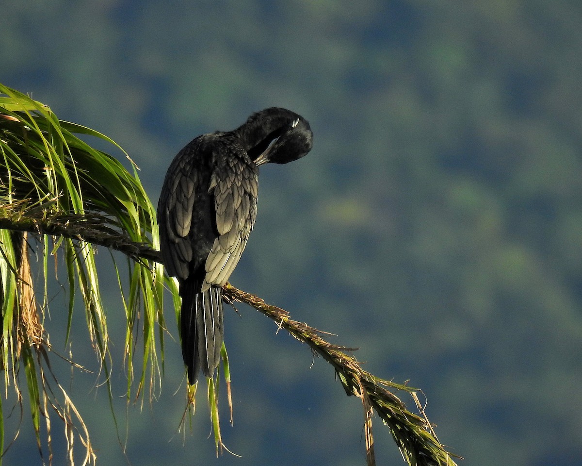 Cormoran vigua - ML647727758