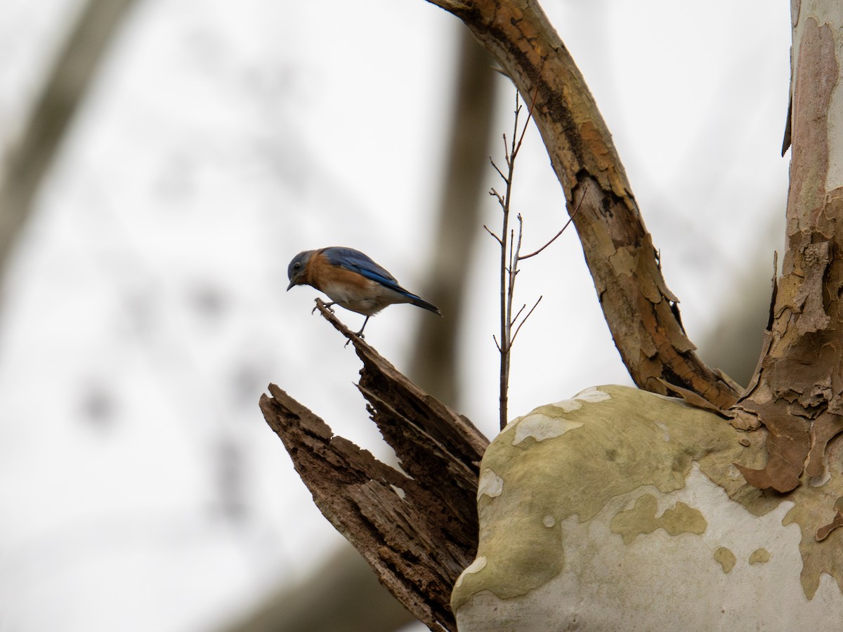 Merlebleu de l'Est - ML647727759