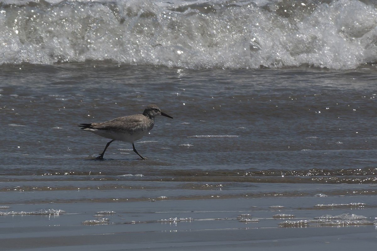 Red Knot - ML647727761