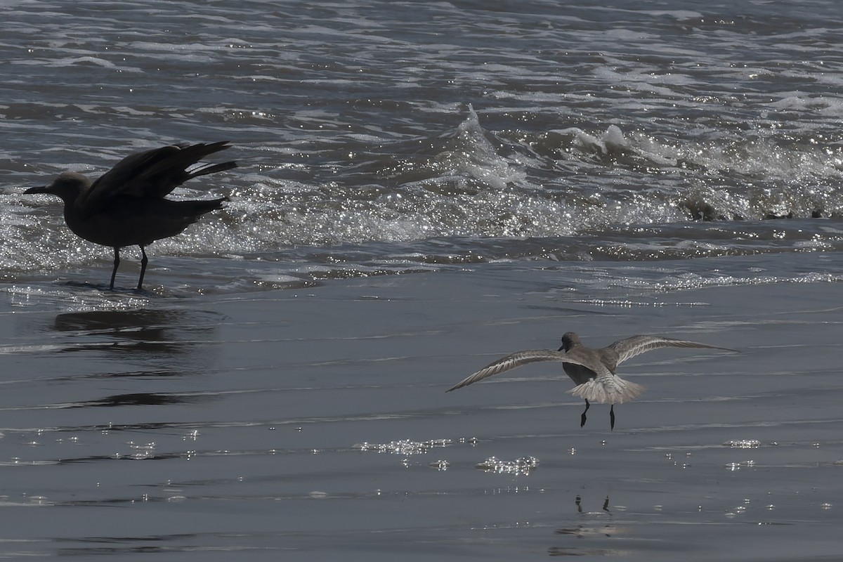 Red Knot - ML647727762