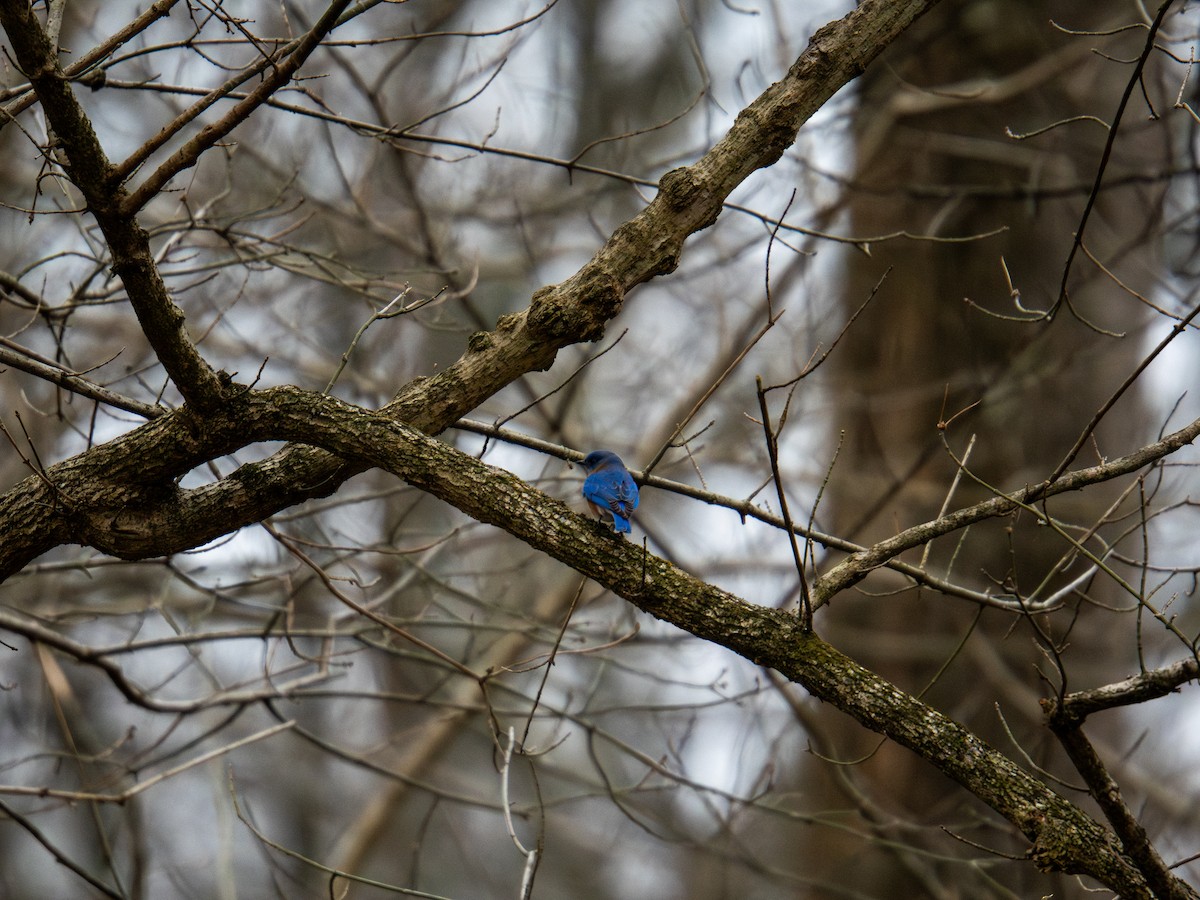 Merlebleu de l'Est - ML647727763