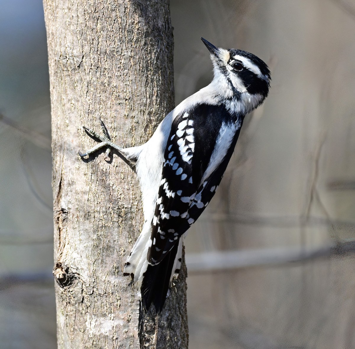 Pic mineur - ML647727764