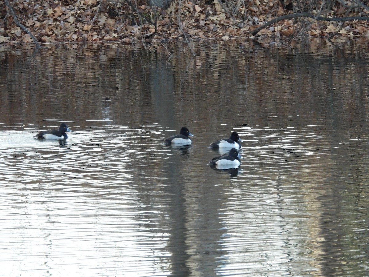 Fuligule à collier - ML647727767