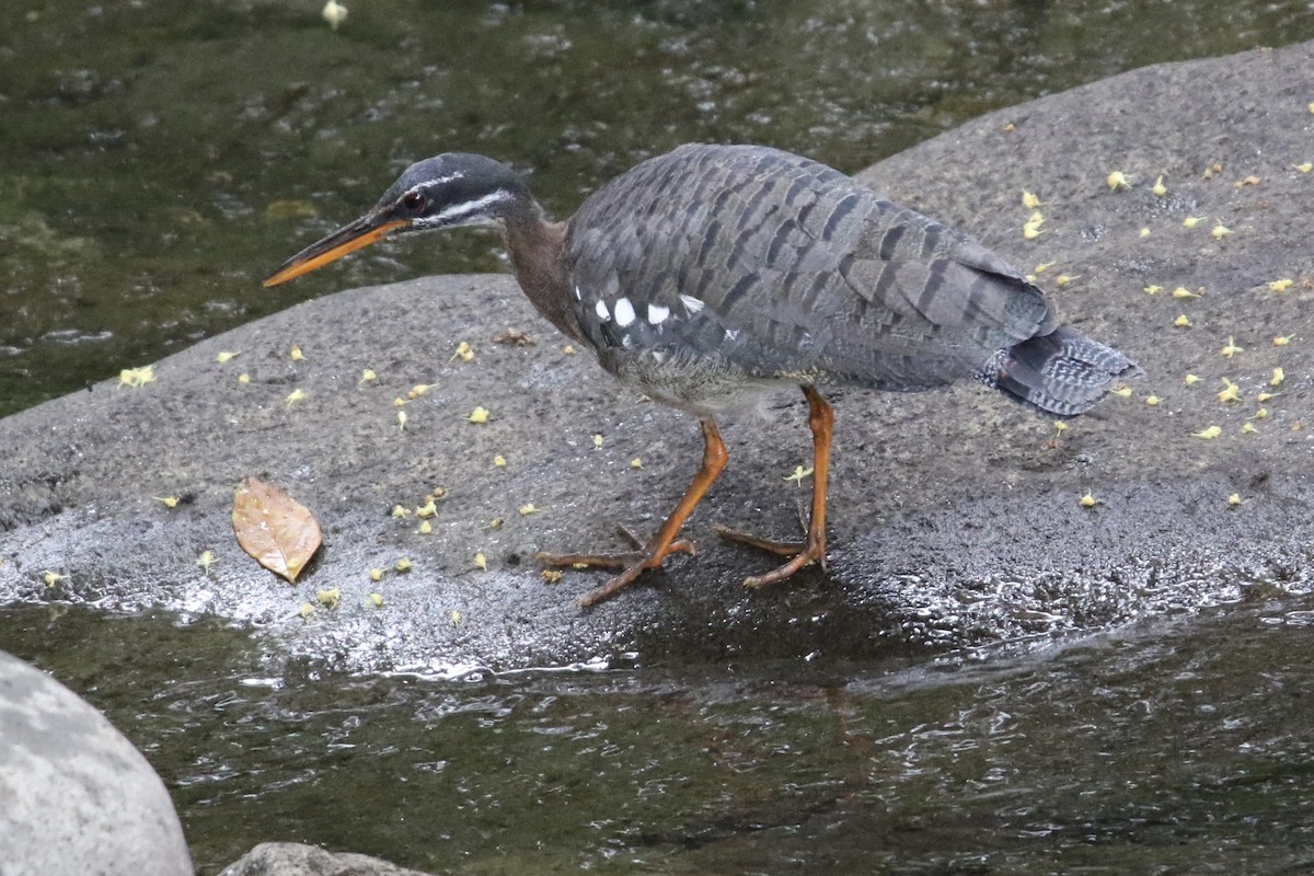 Caurale soleil - ML647727774