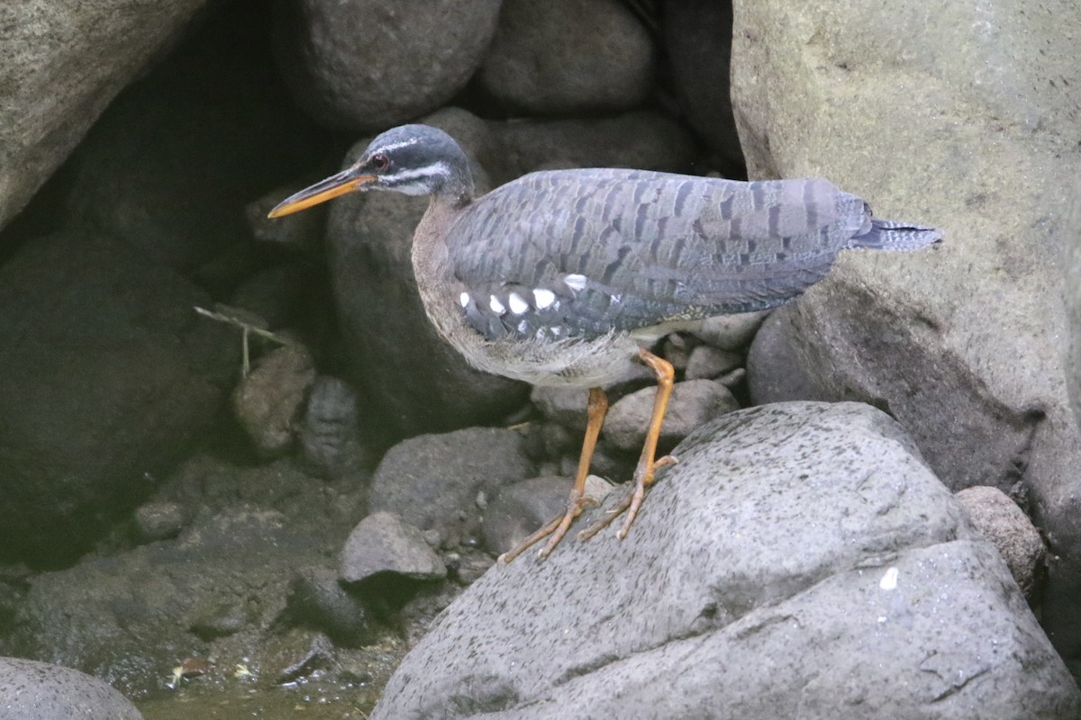 Caurale soleil - ML647727775