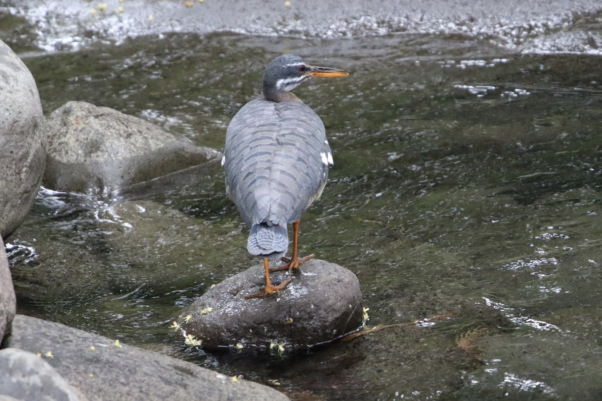 Caurale soleil - ML647727776