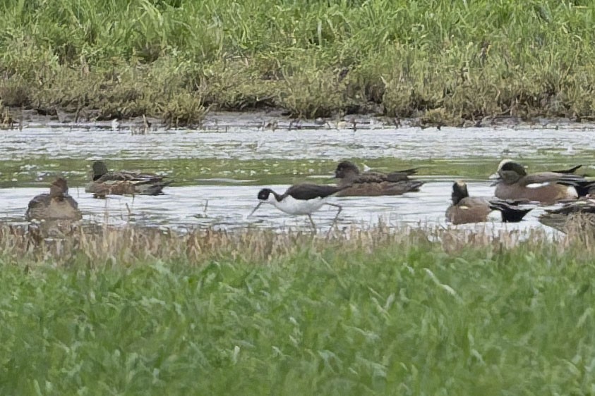 Échasse d'Amérique - ML647727777