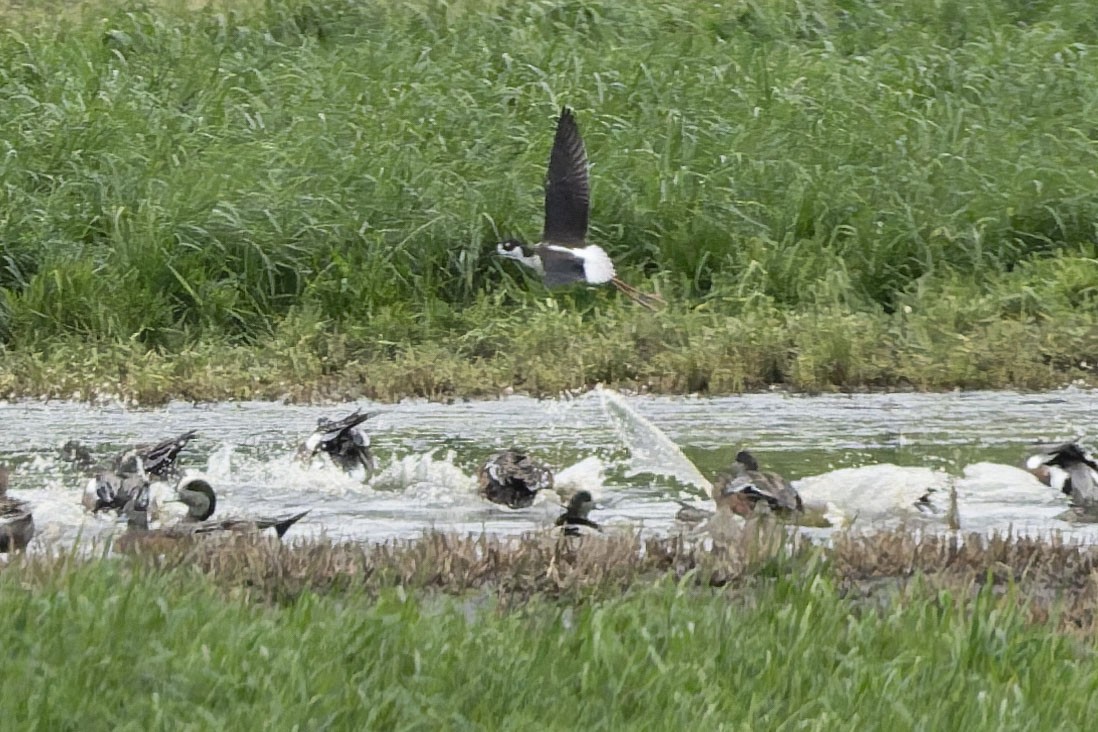 Échasse d'Amérique - ML647727778