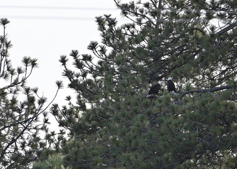 Pygargue à tête blanche - ML647727779