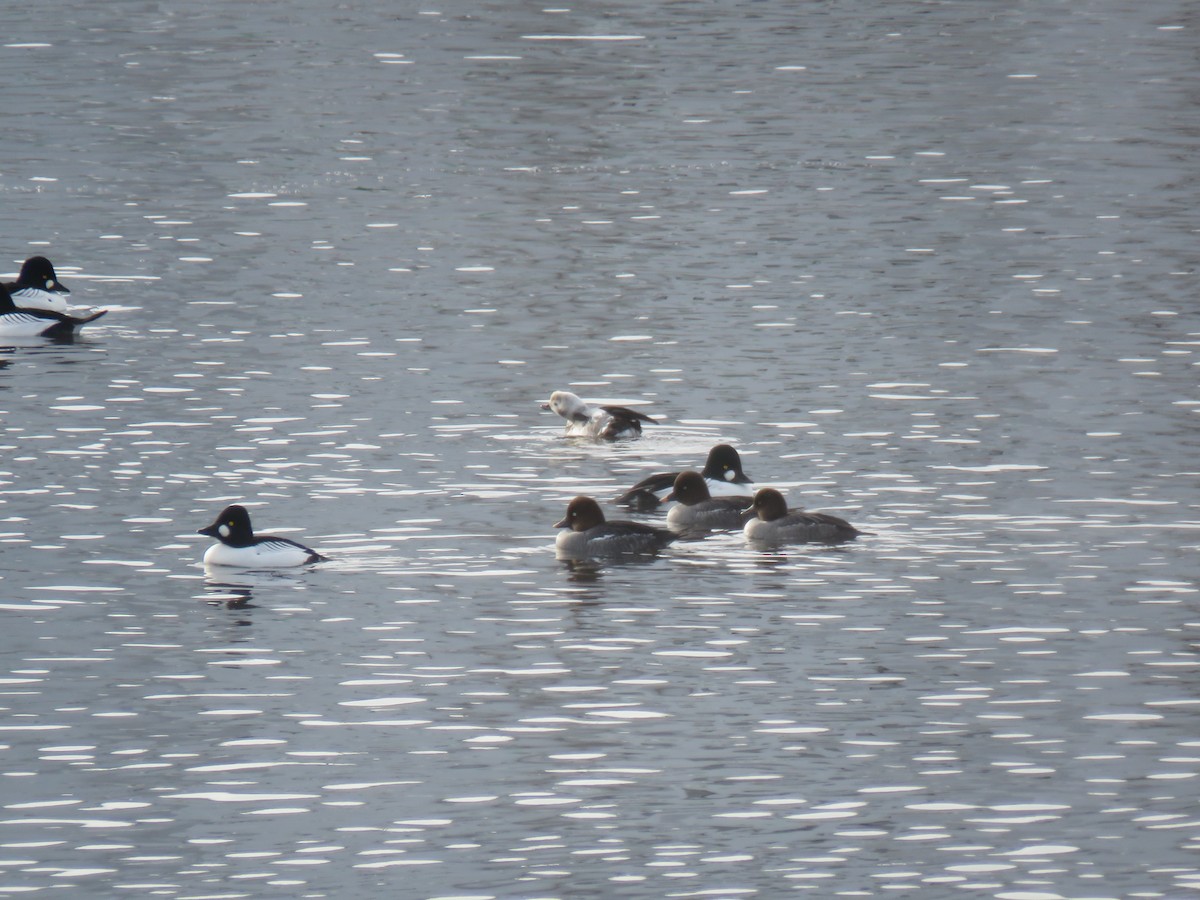 Harelde kakawi - ML647727780