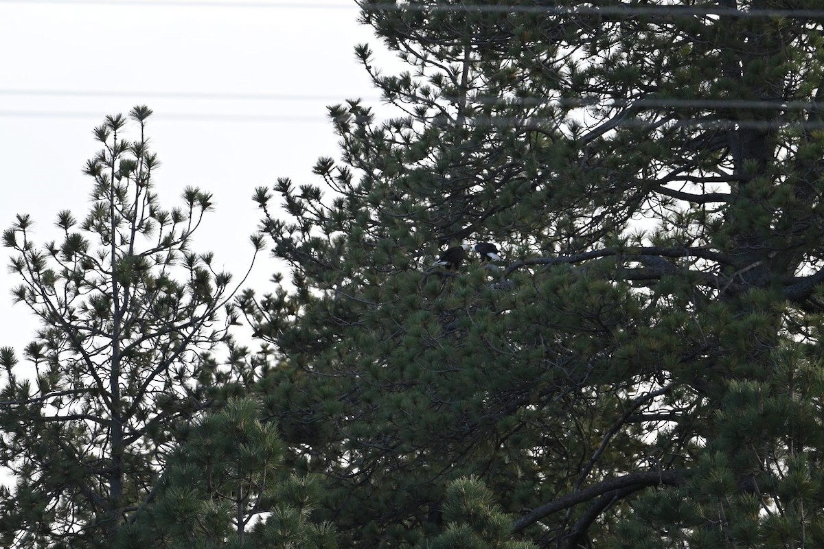 Pygargue à tête blanche - ML647727781