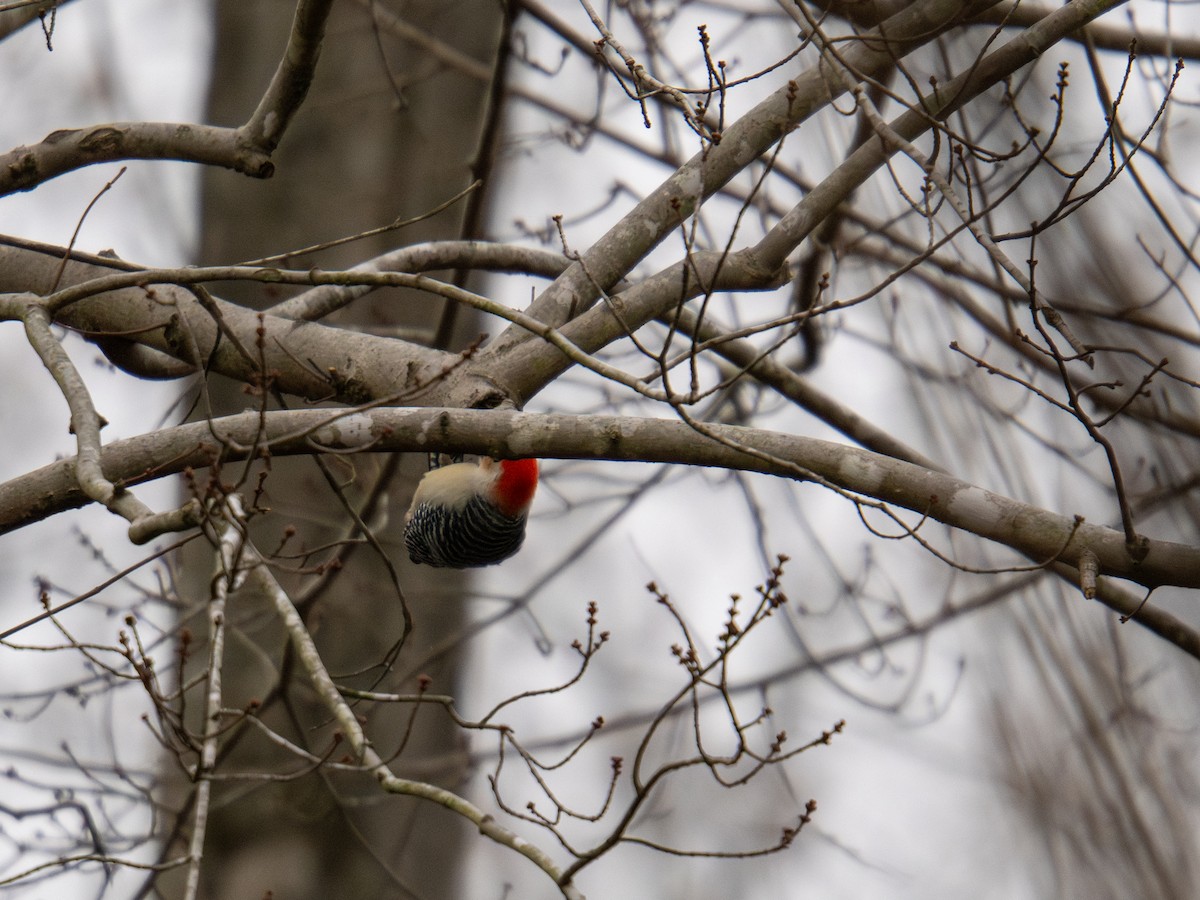 Pic à ventre roux - ML647727784