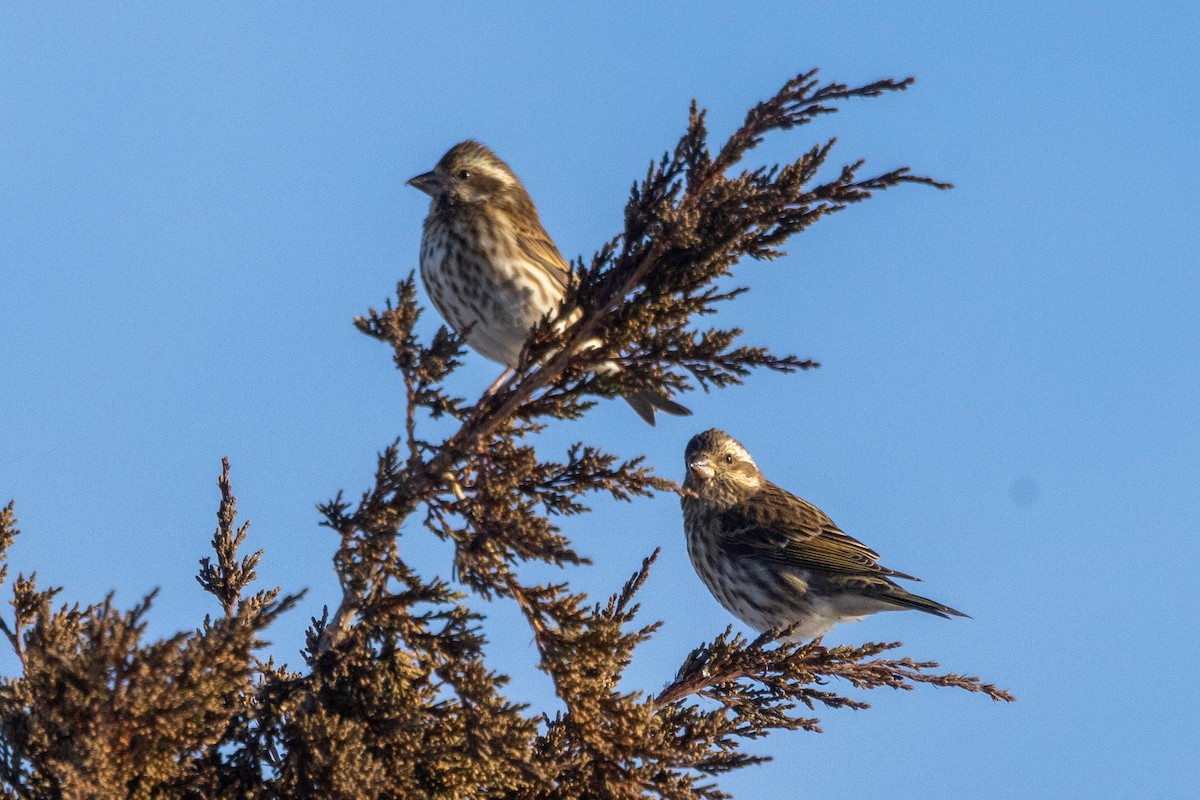 Purple Finch - ML647727791