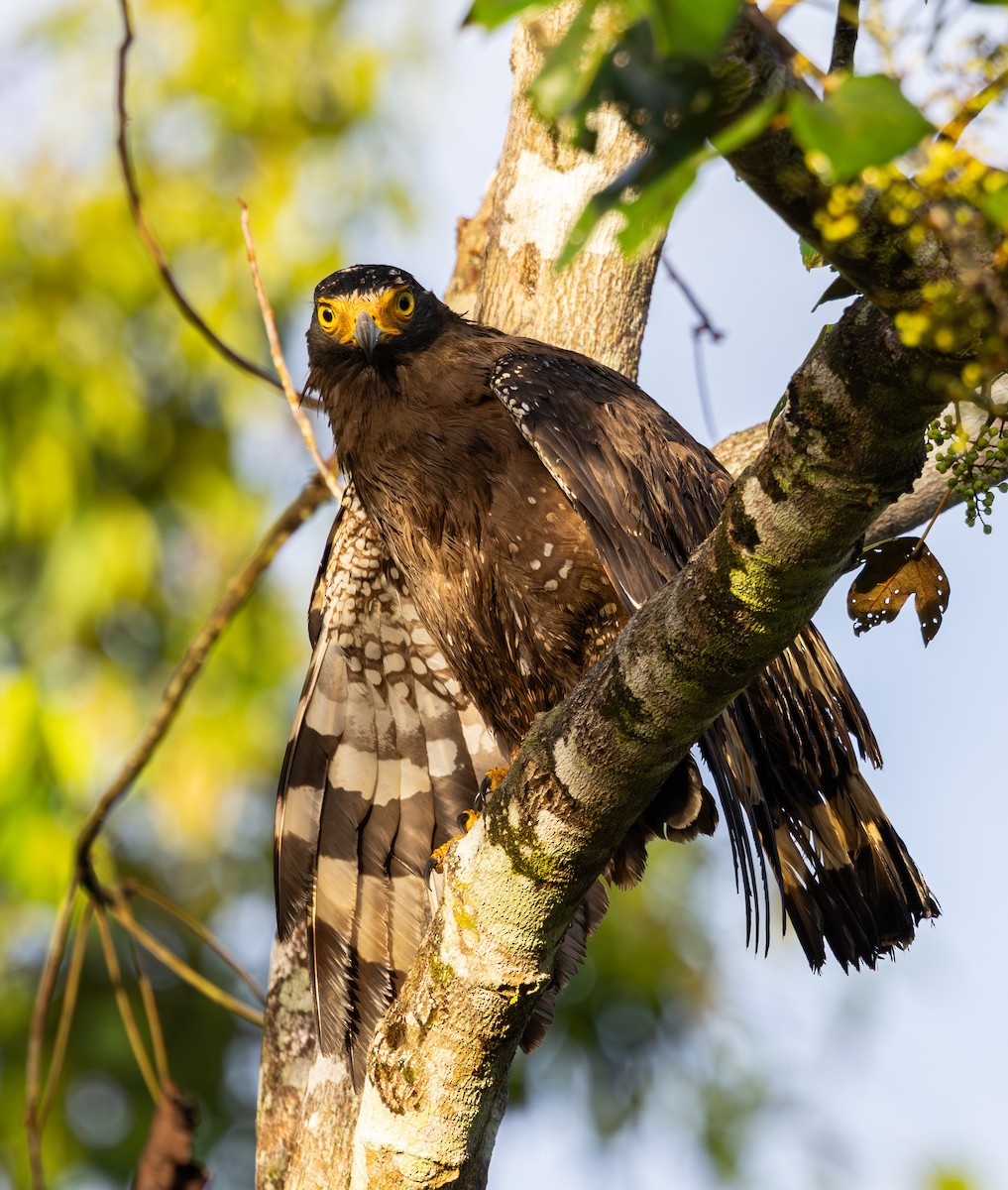 Crested Serpent-Eagle - ML647727803