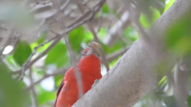 Hepatic Tanager - ML647727815