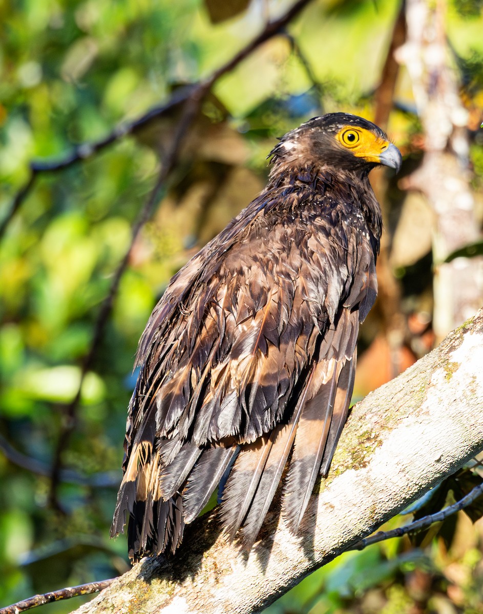 Crested Serpent-Eagle - ML647727825