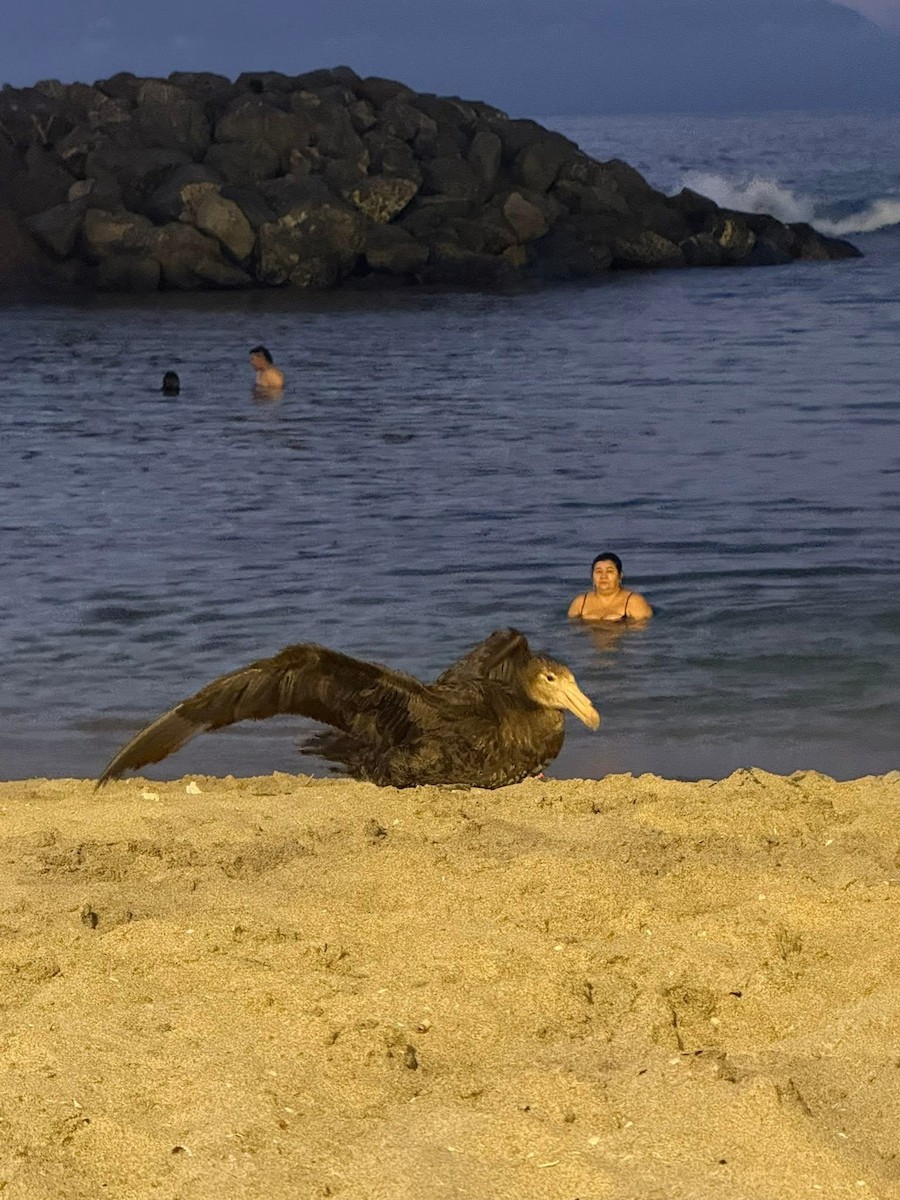 Kuzey Dev Fırtınakuşu - ML647727826