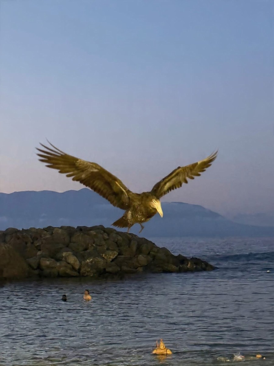 Kuzey Dev Fırtınakuşu - ML647727827