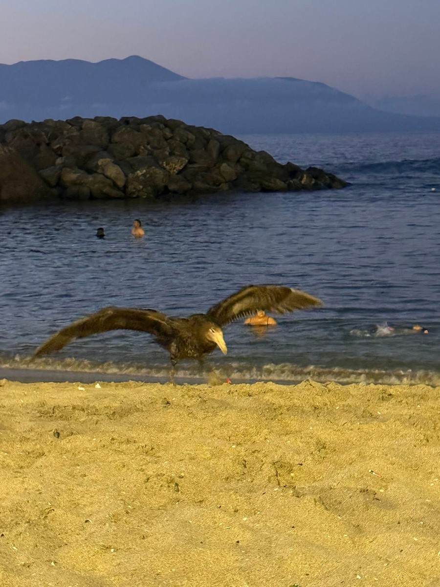 Kuzey Dev Fırtınakuşu - ML647727828