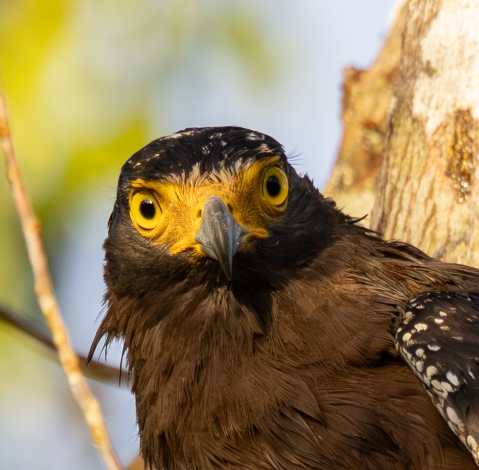 Crested Serpent-Eagle - ML647727840