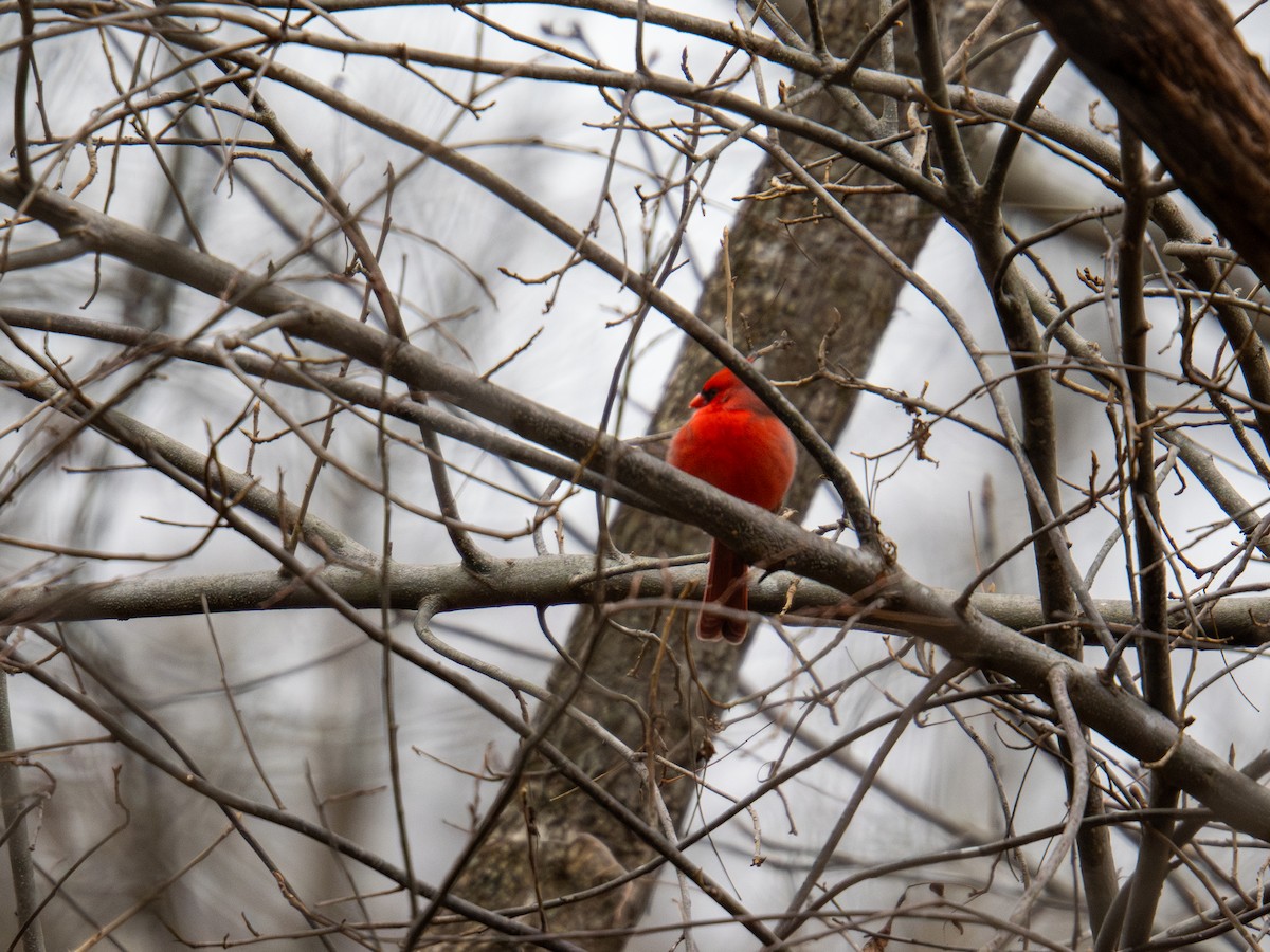 Northern Cardinal - ML647727861