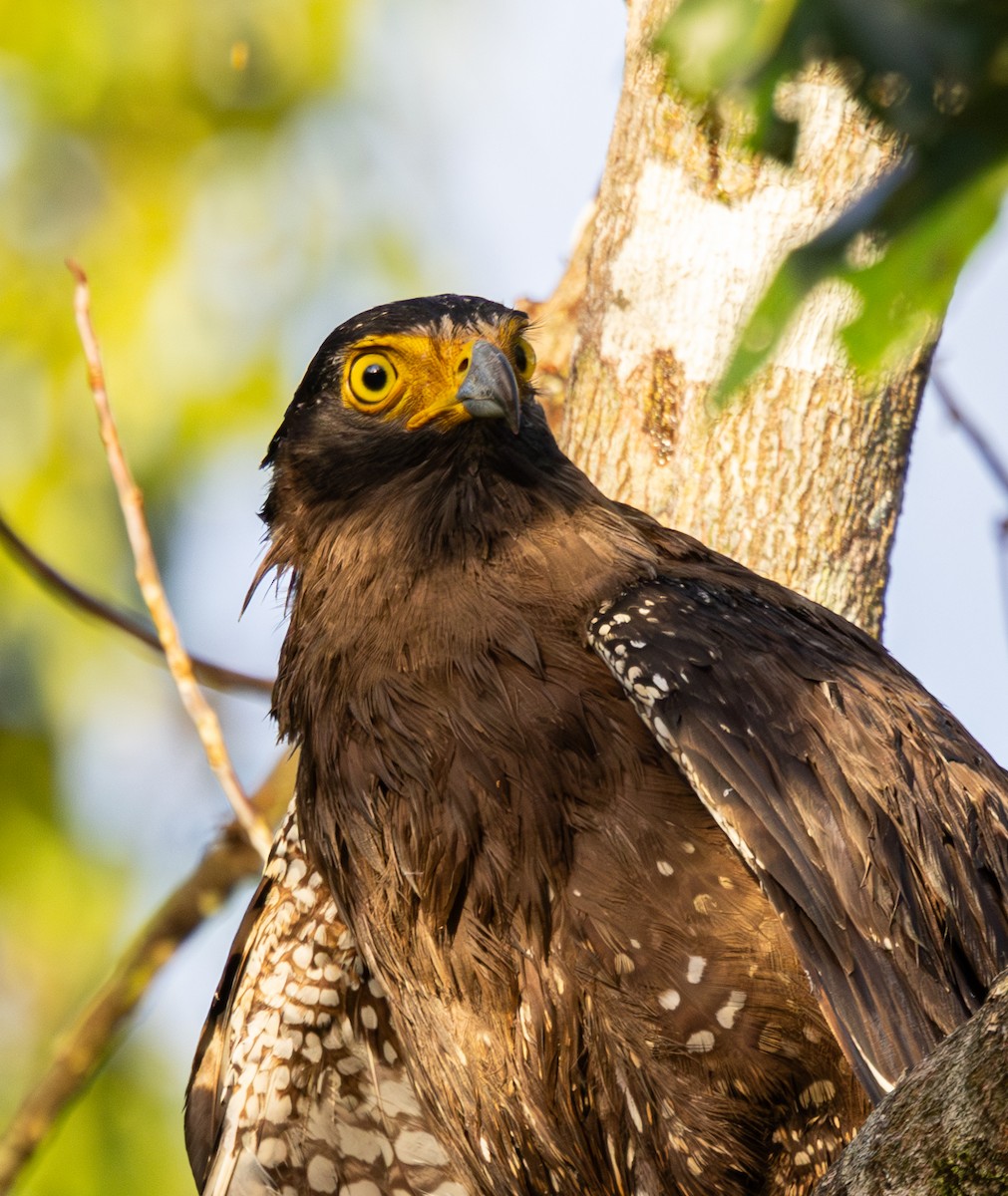 Crested Serpent-Eagle - ML647727872
