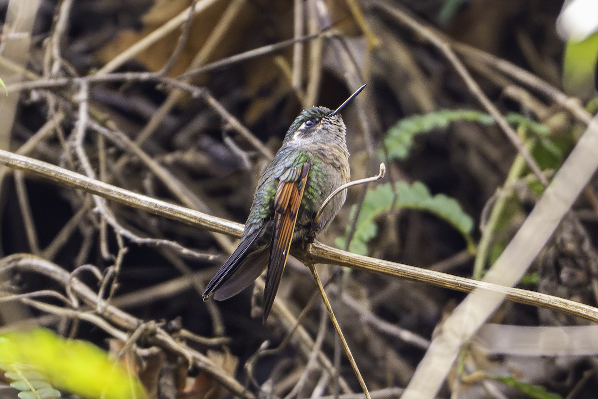 Garnet-throated Hummingbird - ML647727896