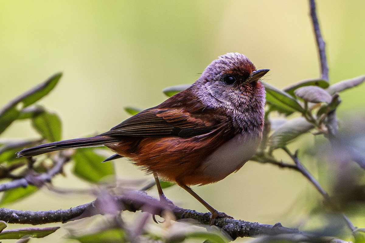 Pink-headed Warbler - ML647727919
