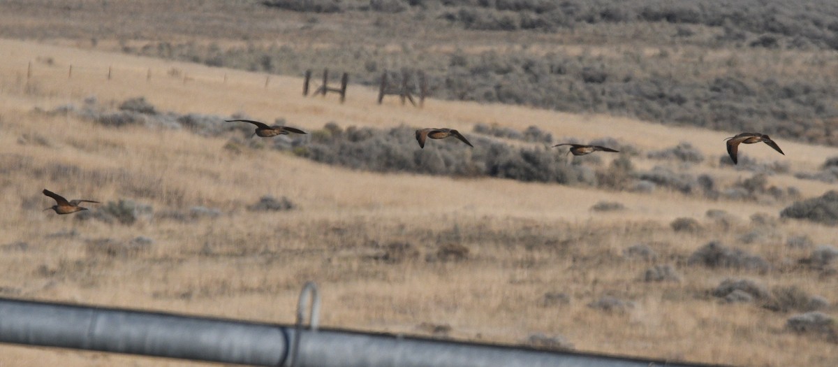 Кульон американський - ML647727924