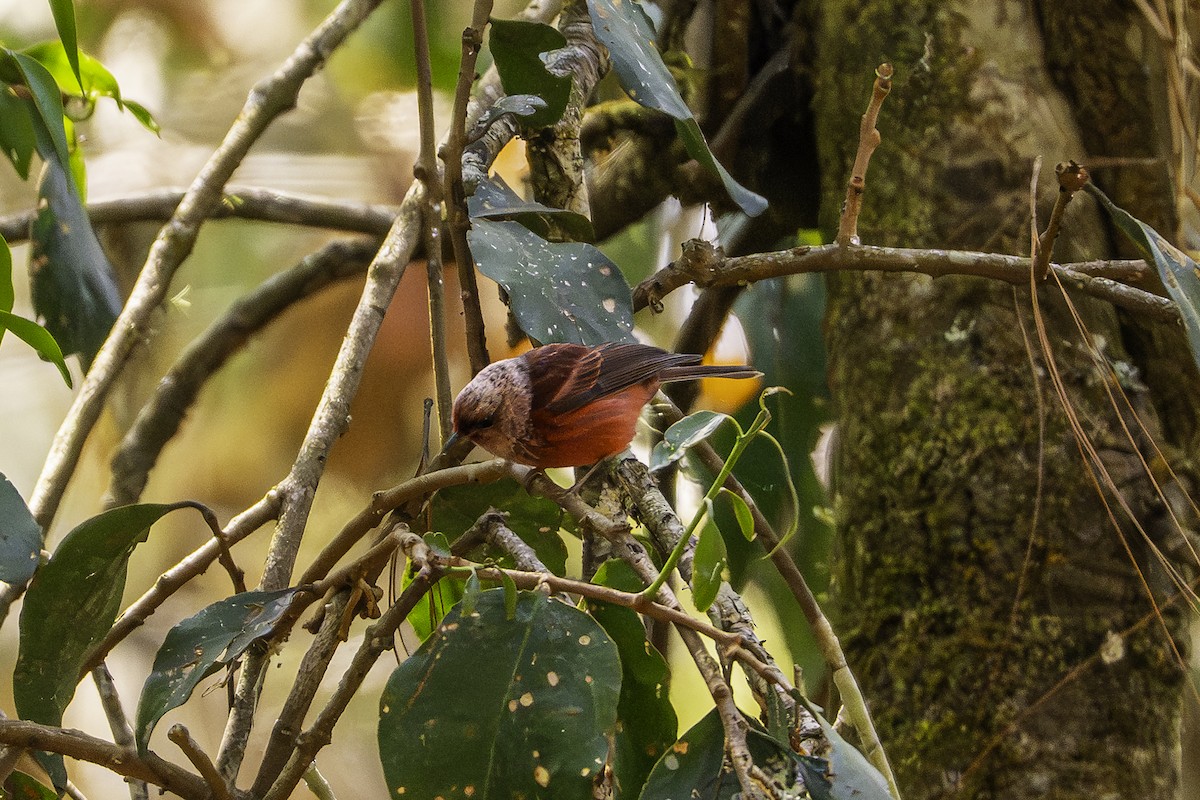 Pink-headed Warbler - ML647727929