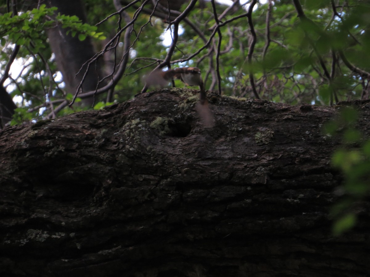 Раядито малий - ML647727933