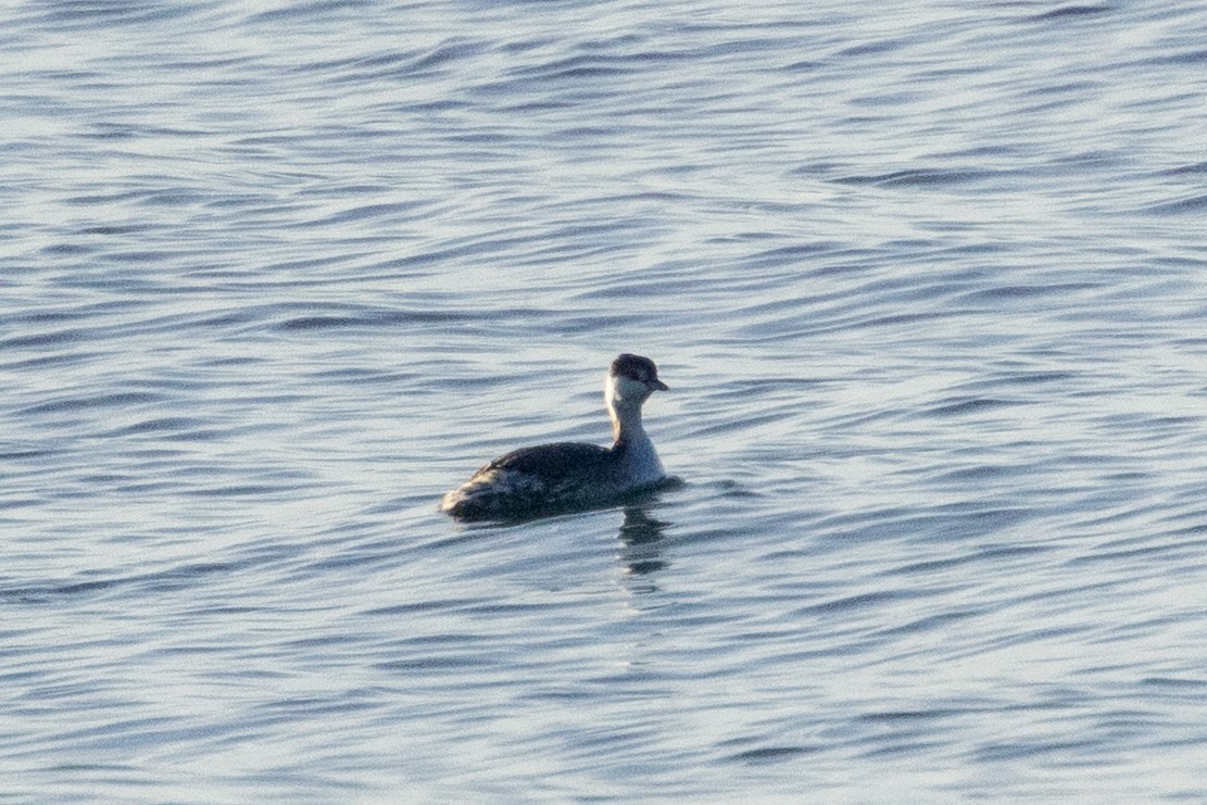 Красношейная поганка - ML647727942