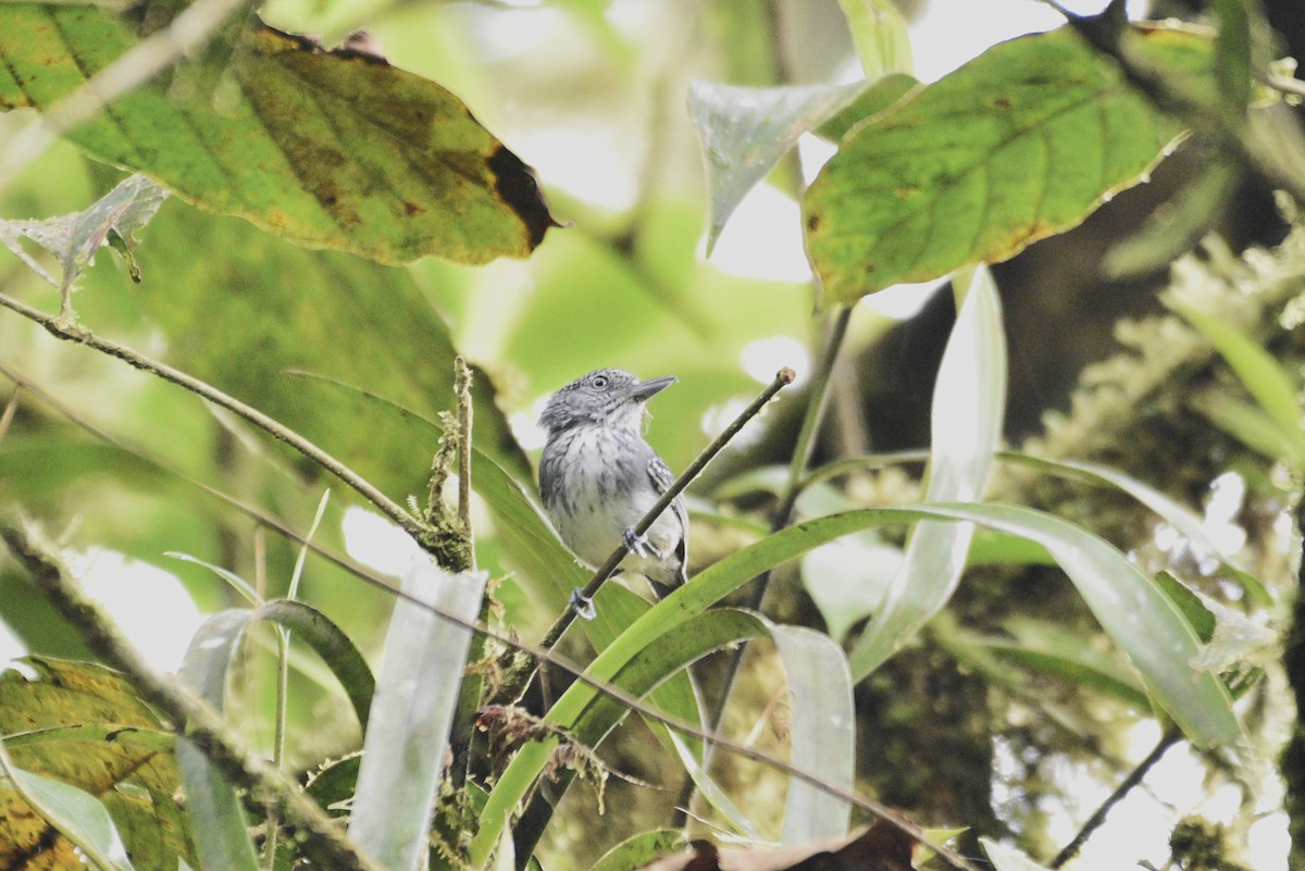 Batara ponctué - ML647727948