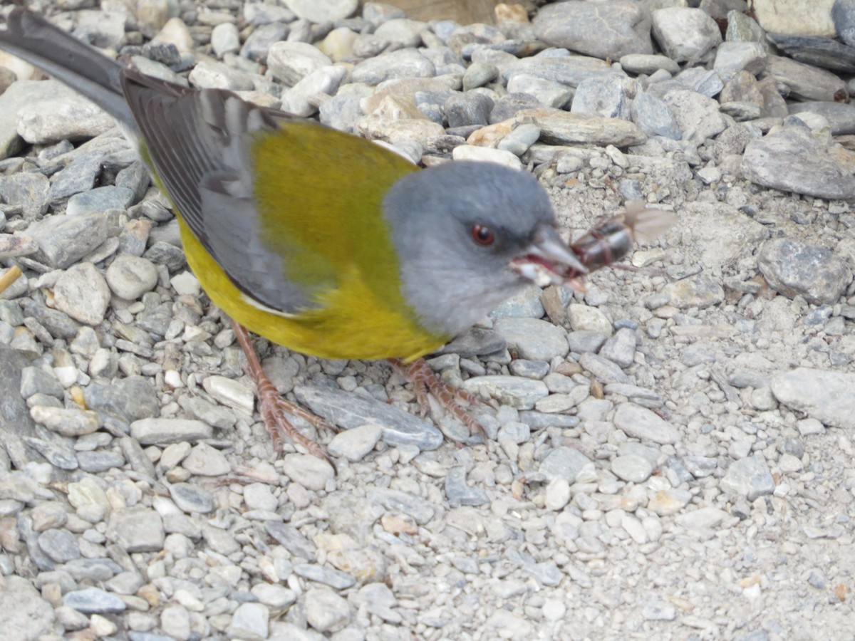 Patagonian Sierra Finch - ML647727949
