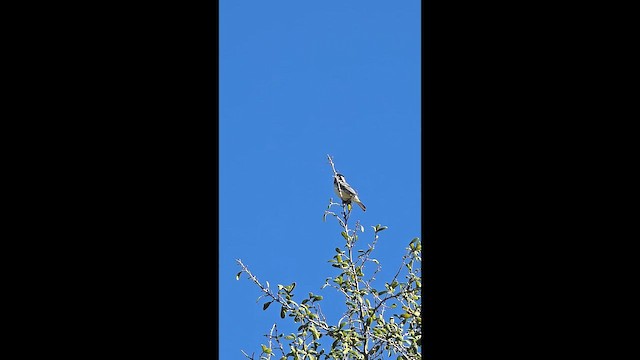 Black-throated Gray Warbler - ML647727987