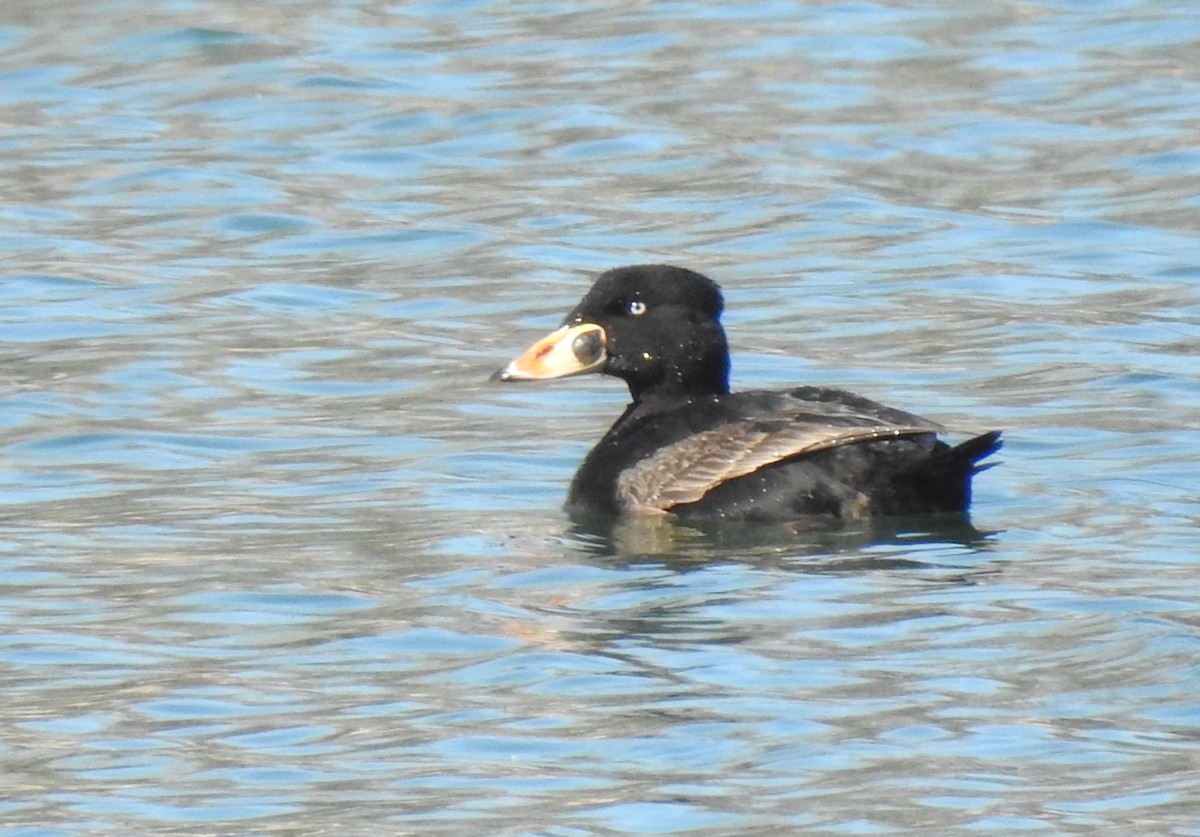 turpan pestrozobý - ML647727997