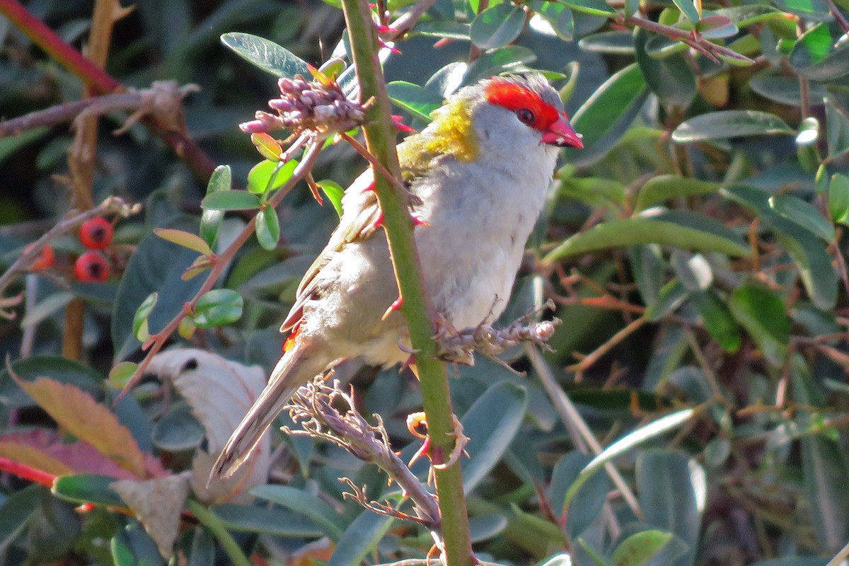 Diamante Cejirrojo - ML647727998