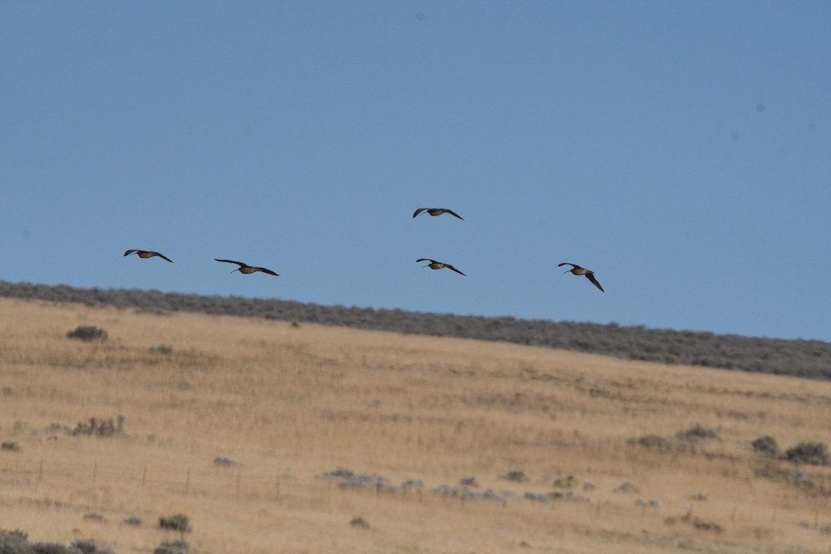 Кульон американський - ML647728004