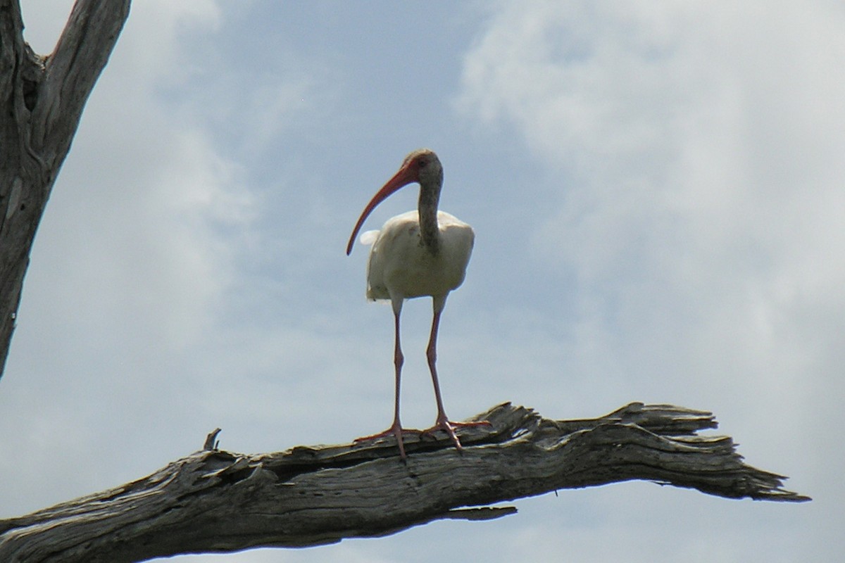 Corocoro Blanco - ML647728007