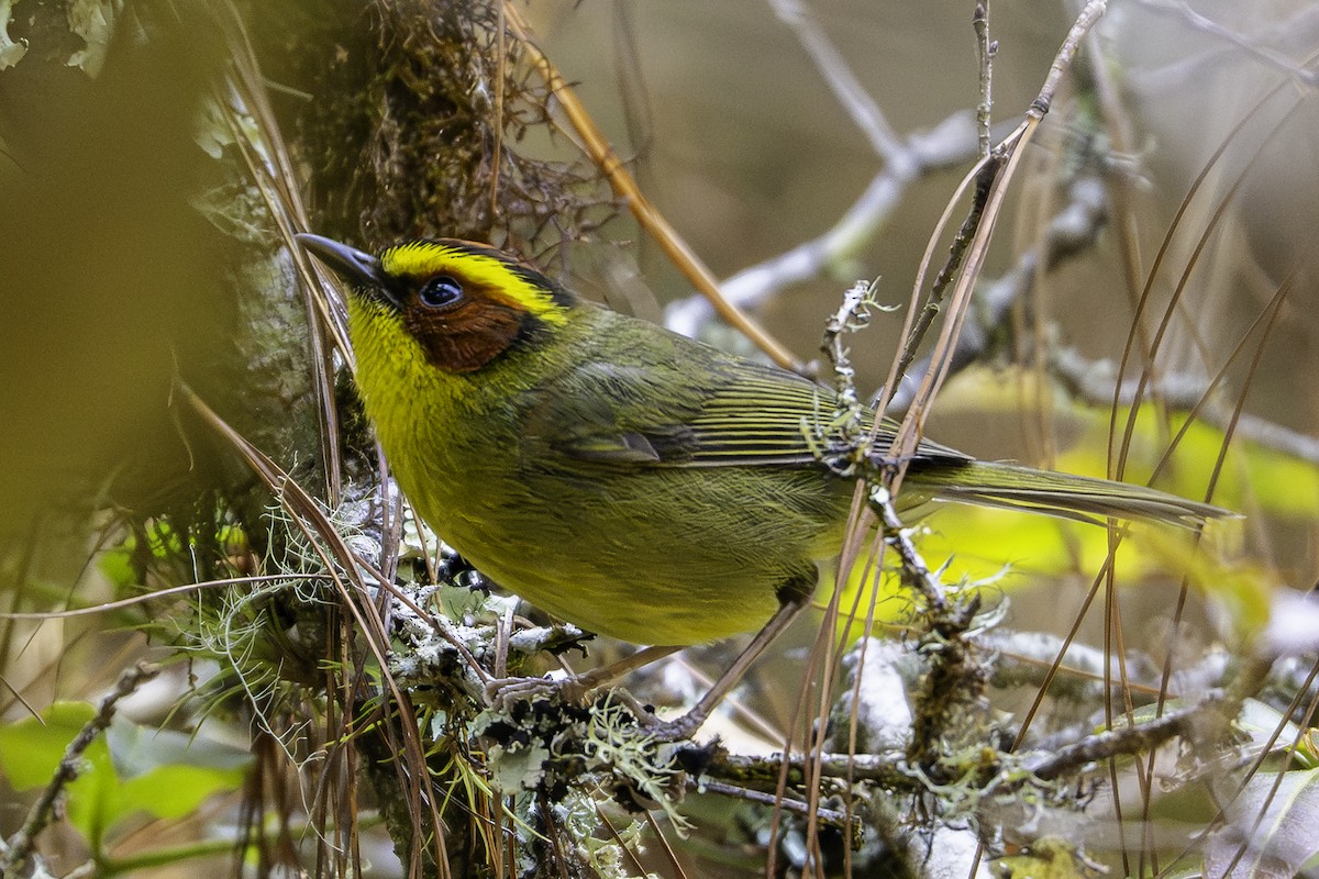 Golden-browed Warbler - ML647728008