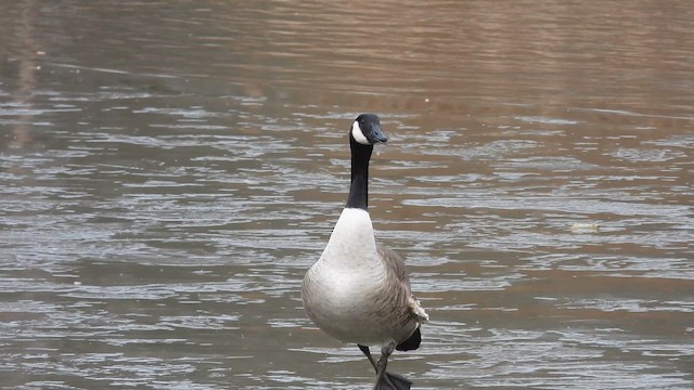 Canada Goose - ML647728010