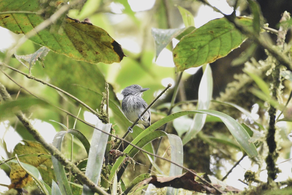 Batara ponctué - ML647728016