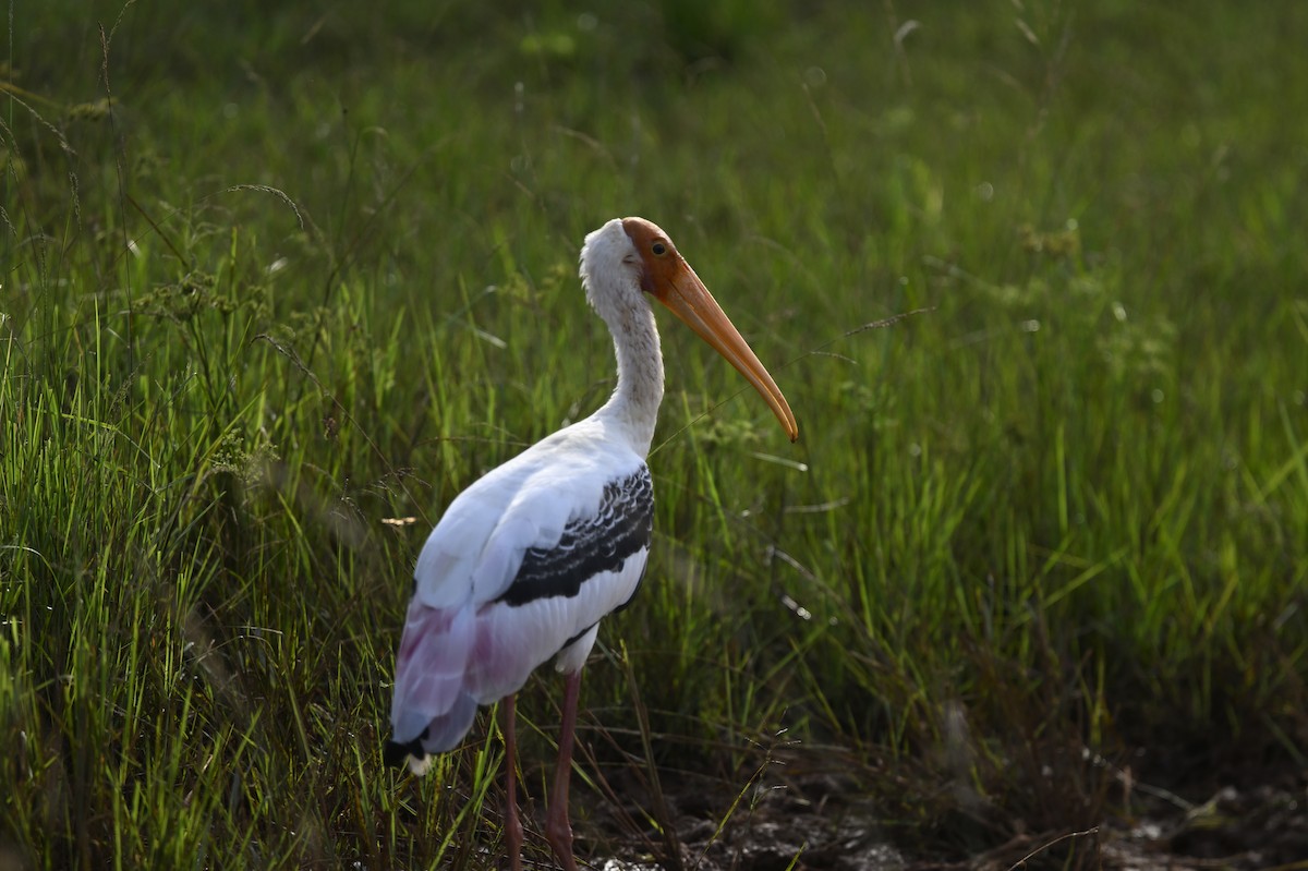 Лелека-тантал індійський - ML647728028