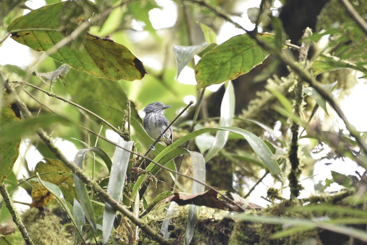 Batara ponctué - ML647728031