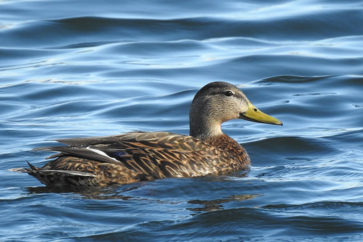 Крижень мексиканський - ML647728032