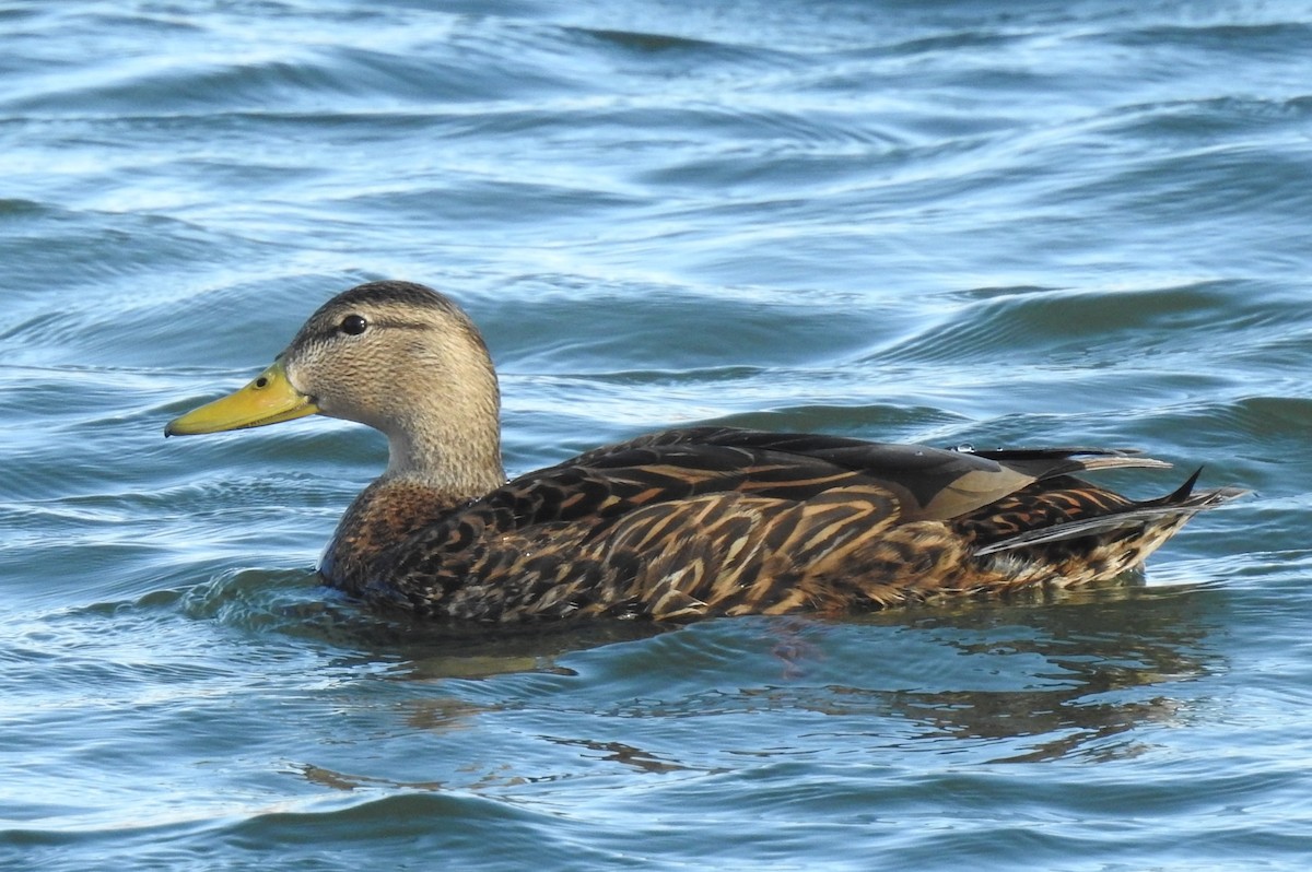 Крижень мексиканський - ML647728033