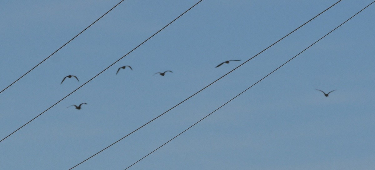 Кульон американський - ML647728035