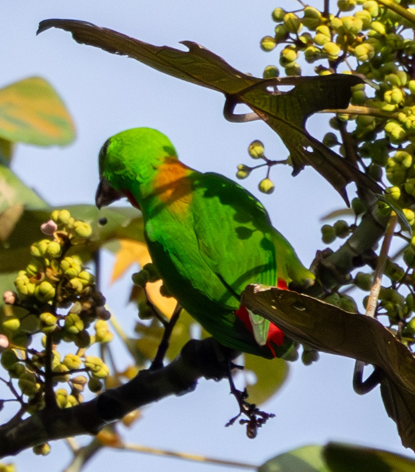 Кориліс синьочубий - ML647728037