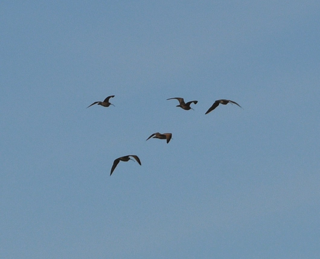 Кульон американський - ML647728039